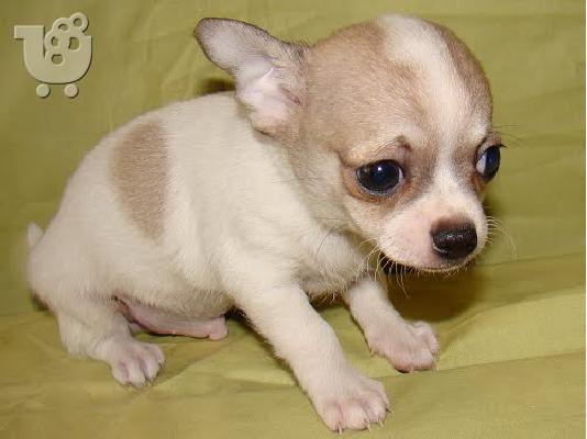 PoulaTo: Chihuahua toy